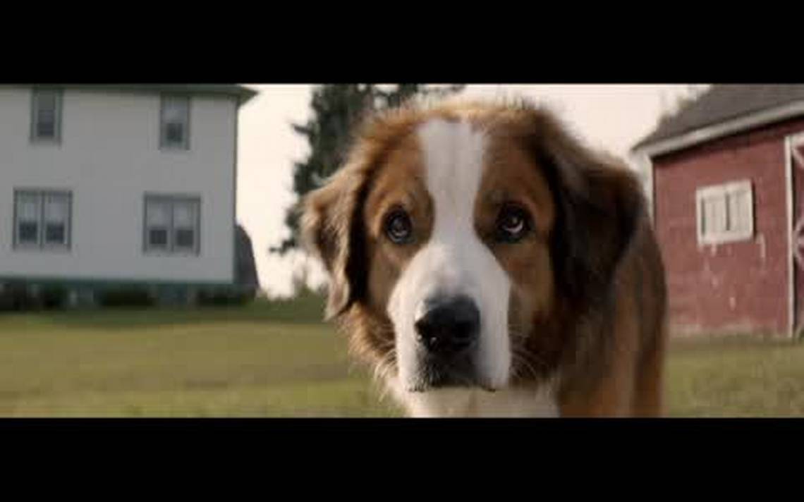 Movie trailer- 'A Dog's Purpose 23